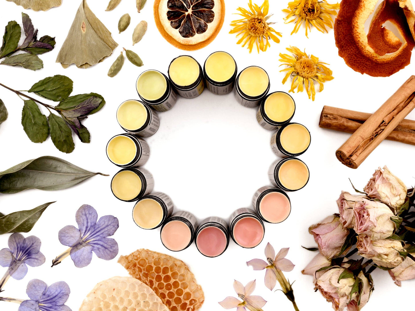Wild Rose Herbs - Honey Bee - Natural Lip Balm: 12-Pack Display Box