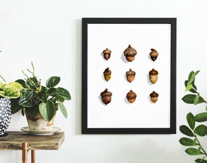 Acorns Watercolor Art Print