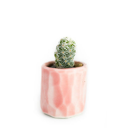 Mini Cactus Kit Pink Ceramic Vase