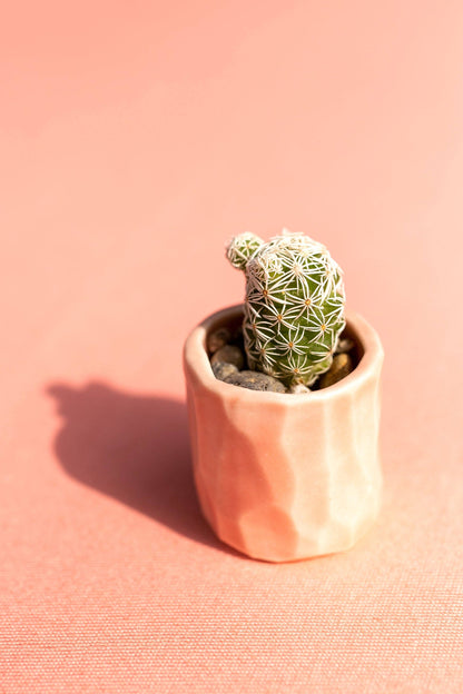 Mini Cactus Kit Pink Ceramic Vase