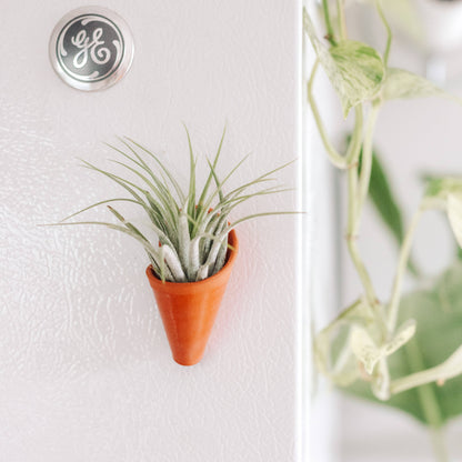 Tiny Ceramic Magnet Planter: Terracotta / With Plant