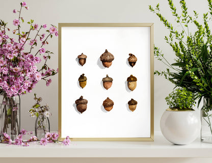 Acorns Watercolor Art Print