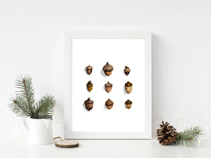 Acorns Watercolor Art Print