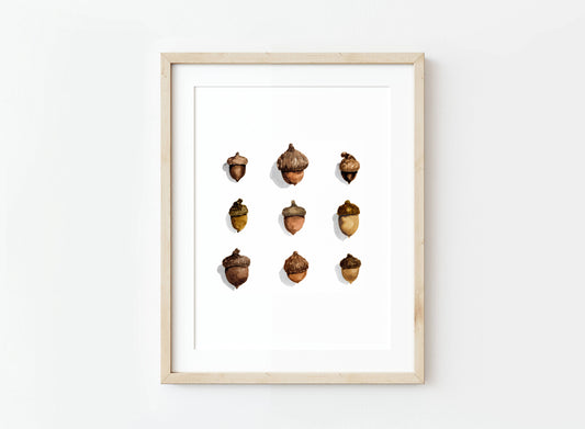 Acorns Watercolor Art Print