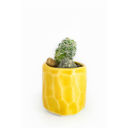 Mini Cactus Kit Yellow Ceramic Vase