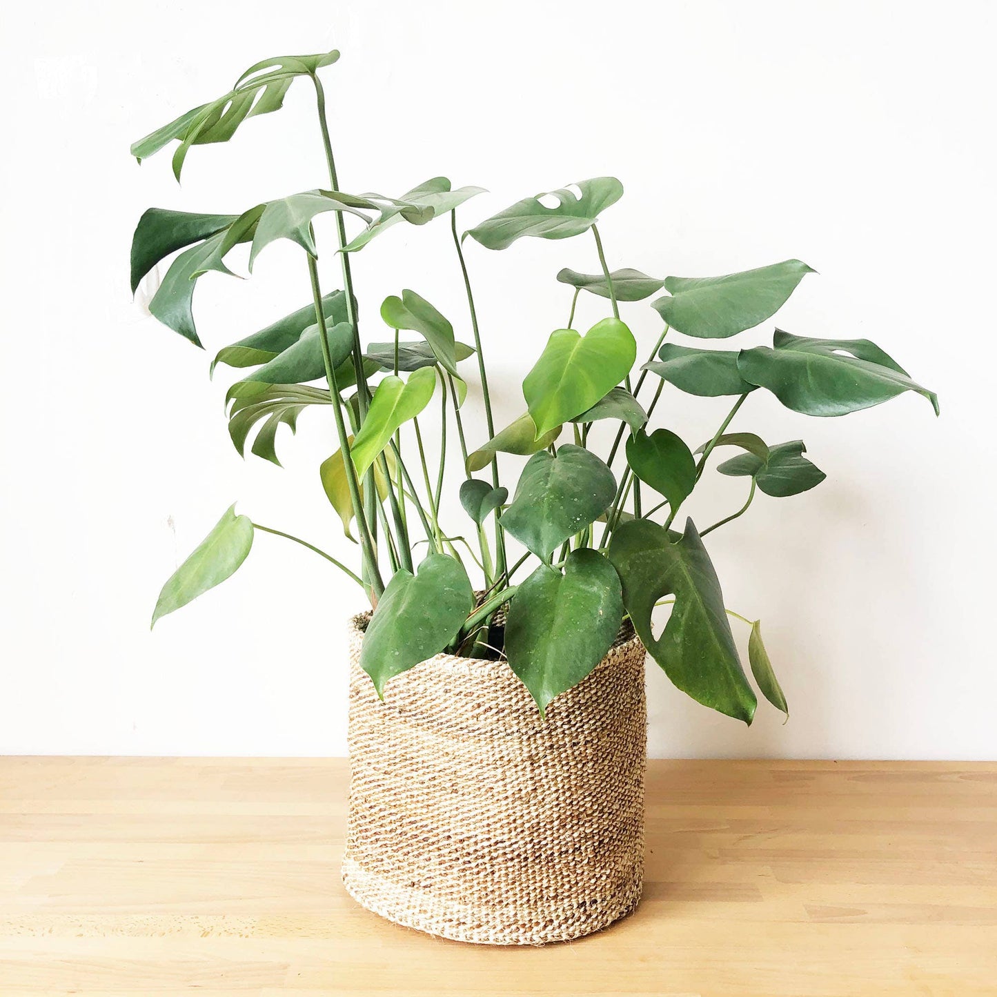 Storage Plant Basket: Banana Leaf: Large