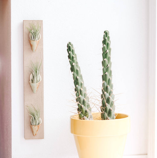 Ceramic Wall Planter - Triple: Pistachio / With Plant