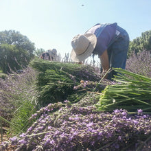 Load image into Gallery viewer, Lavender Simple Syrup

